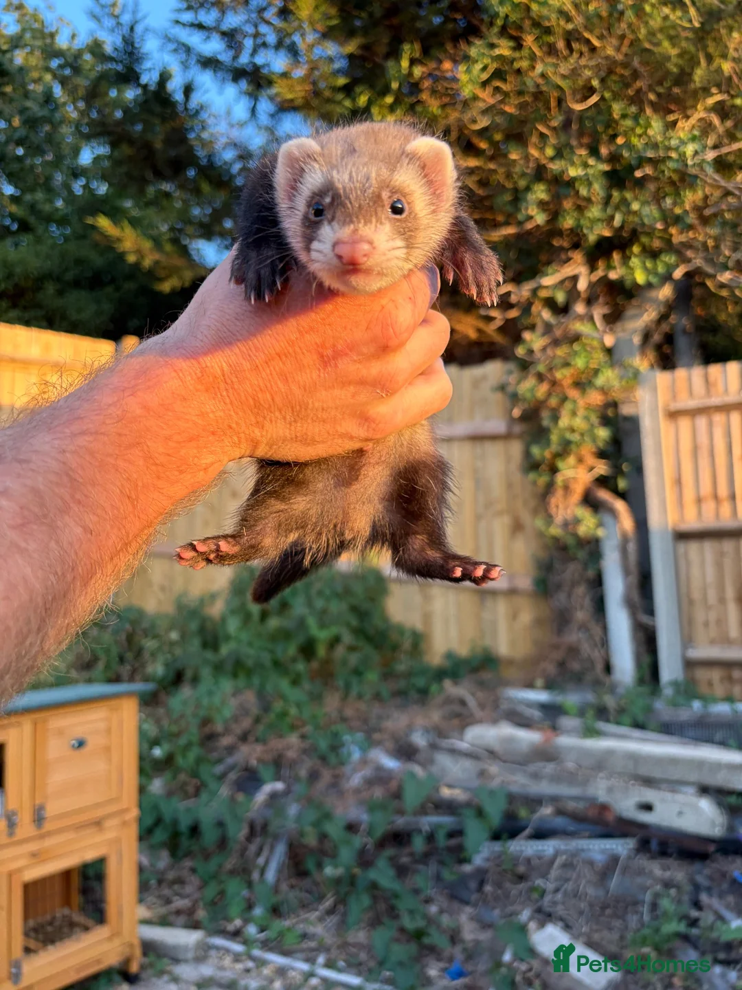 Ferret rodents for sale: Ferrets hobs and gills  in Sidcup - Advert 2