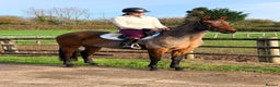 Other Breed horses for sale: Easy Allrounder  - Advert 1