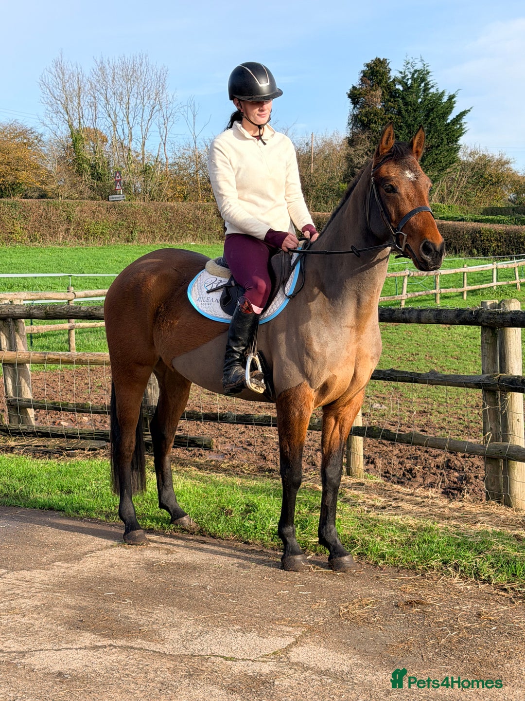Other Breed horses for sale: Easy Allrounder  - Advert 1