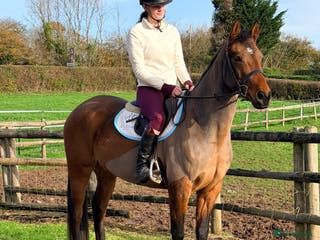 Other Breed horses Easy Allrounder - Advert 6