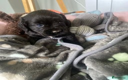 Cocker Spaniel dogs for sale: cocker spaniel puppies - Image 7