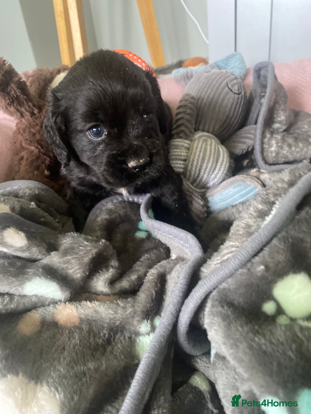 Cocker Spaniel dogs for sale: cocker spaniel puppies - Image 7
