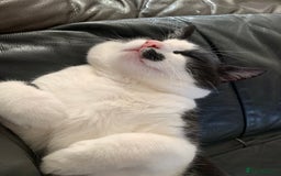 Mixed Breed cats for sale: Tuxedo male - Image 5