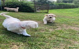 Golden Retriever dogs for sale: Beautiful litter of 7 GR puppies  - Image 10