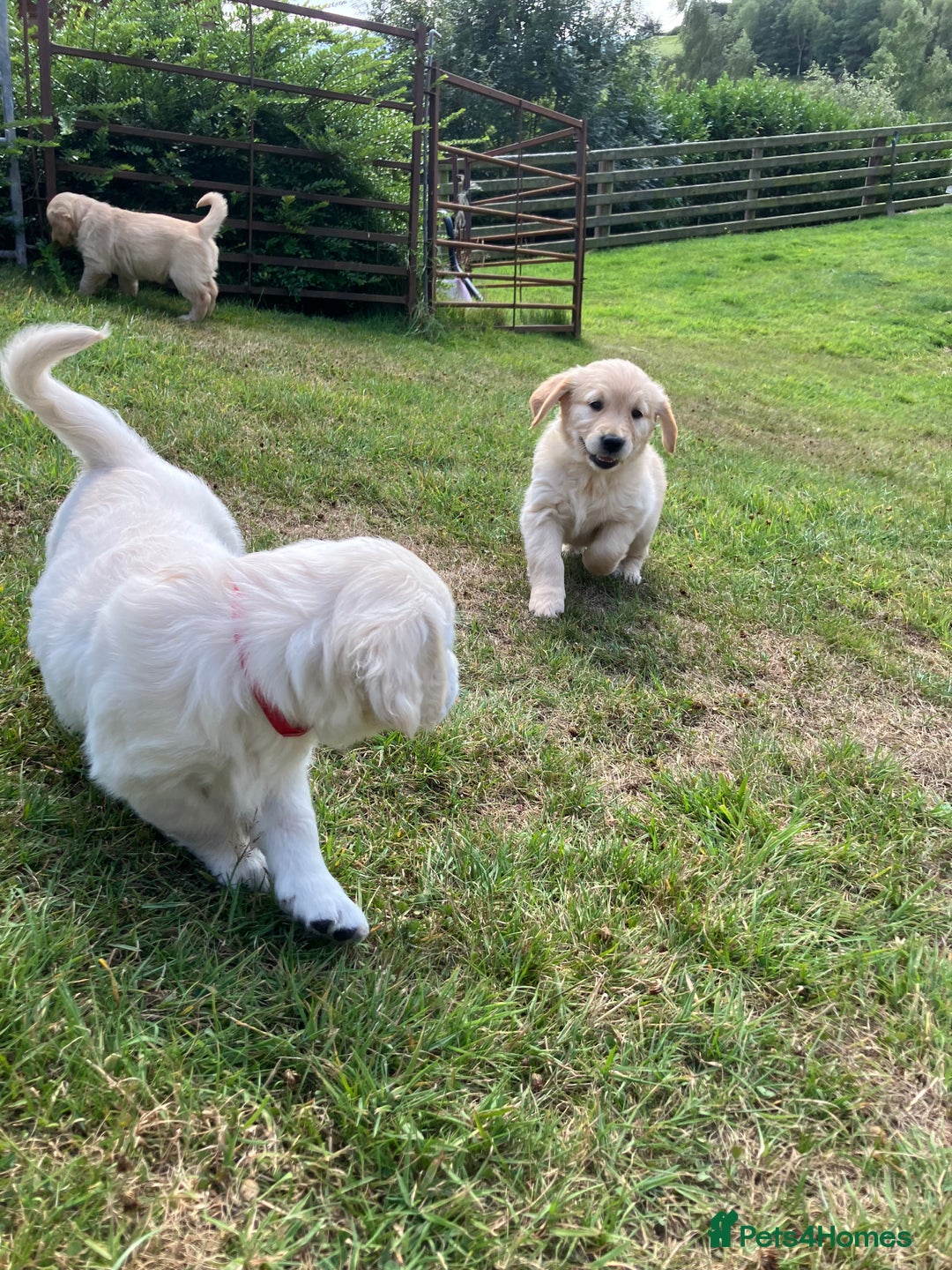 Golden Retriever dogs for sale: Beautiful litter of 7 GR puppies  - Image 10