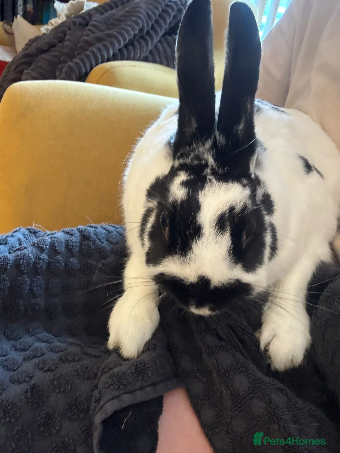 Mixed Breed rabbits for sale: Bonded maleAnd female Pair in North Shields - Advert 10