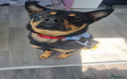 Mixed Breed dogs for sale: Alaskan Rottweiler Chow - Image 7