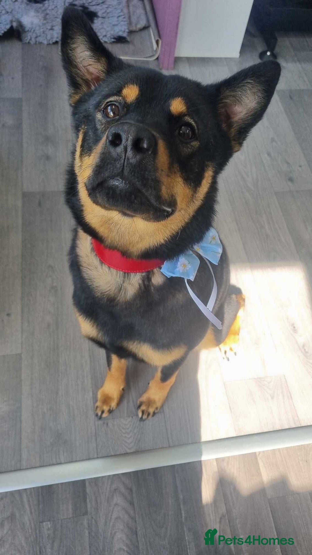 Mixed Breed dogs for sale: Alaskan Rottweiler Chow - Image 7