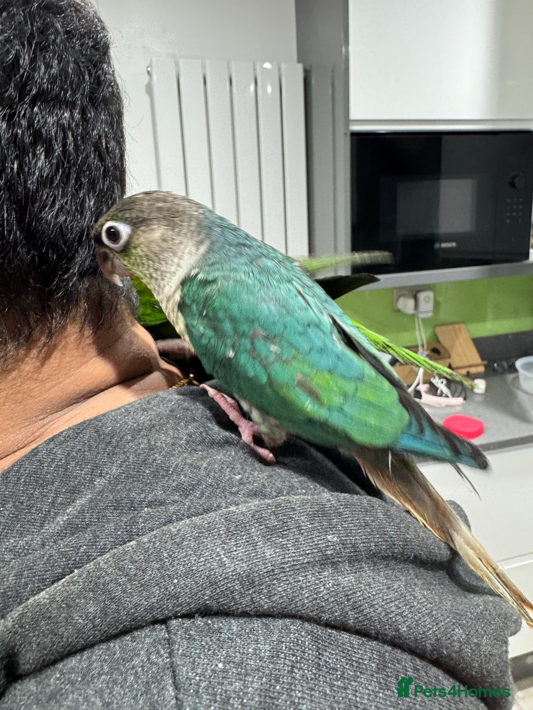 Lorikeets birds for sale: Hand fed baby conures for sale rare breed - Image 25