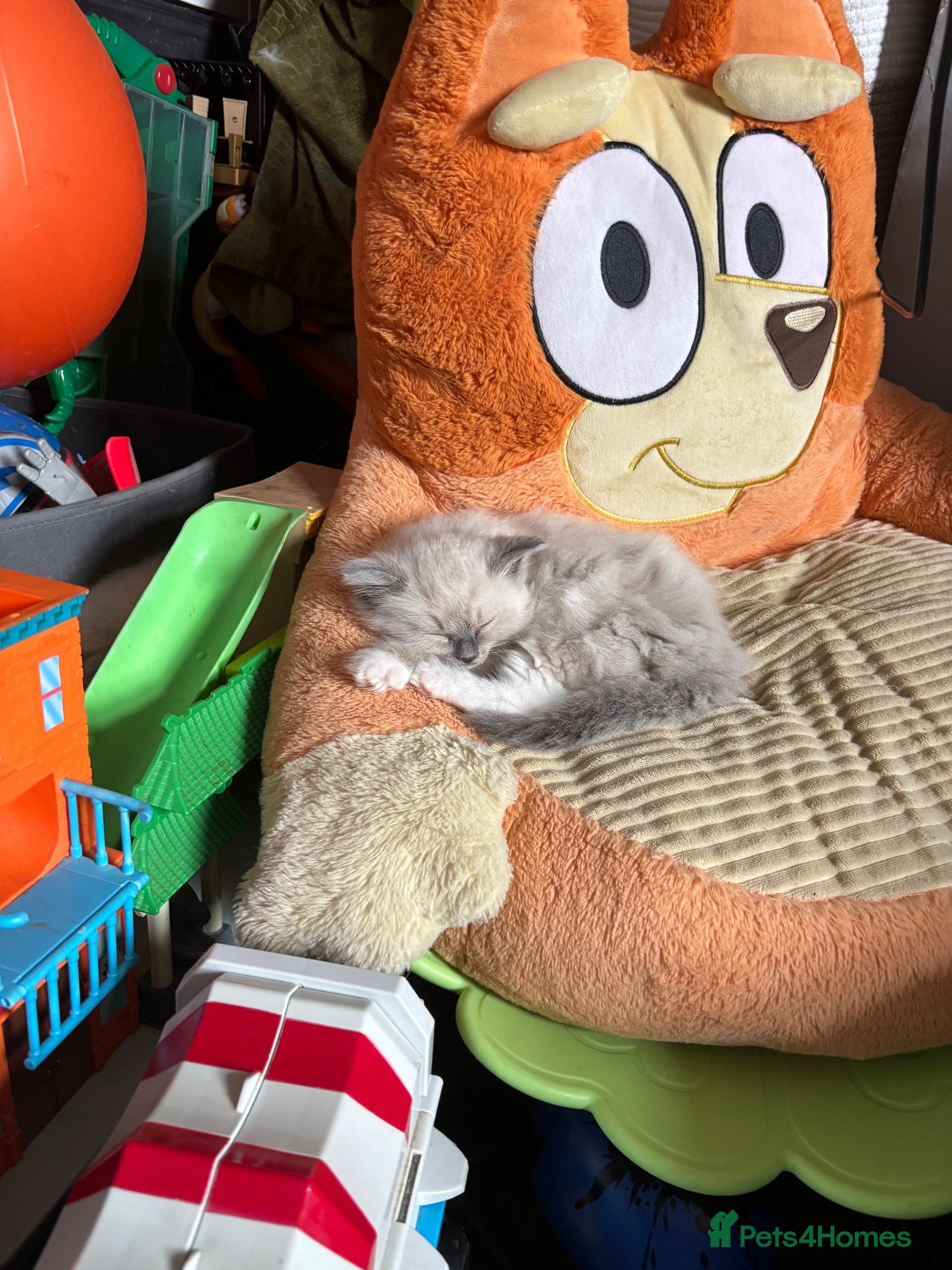 Ragdoll cats Stunning Female Ragdoll Kittens – Born 1st July 🐾 - Advert 2