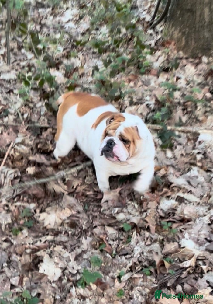 English Bulldog dogs Rehoming a stunning healthy Myeisha bulldog - Advert 3
