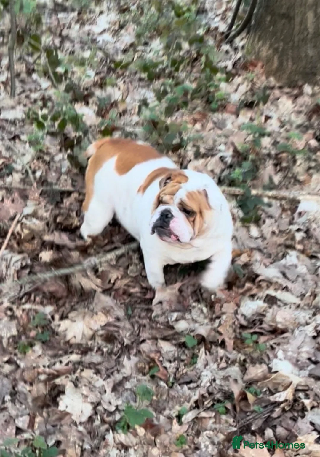 English Bulldog dogs for sale: 5* home needed, stunning healthy Myeisha bulldog - Advert 1