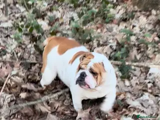 English Bulldog dogs 5* home needed, stunning healthy Myeisha bulldog - Advert 15