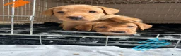 Labrador Retriever dogs for sale: Gorgeous KC Registered Fox Red Labradors  - Advert 27