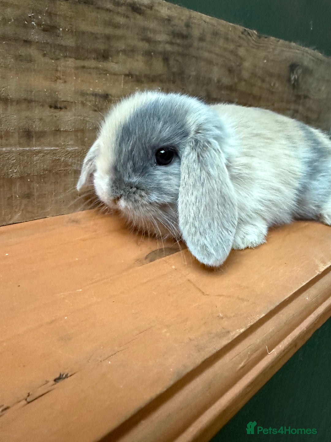 Mini Lop rabbits for sale: BEAUTIFUL MINI LOP BUNNIES - PEDIGREE  - Advert 34