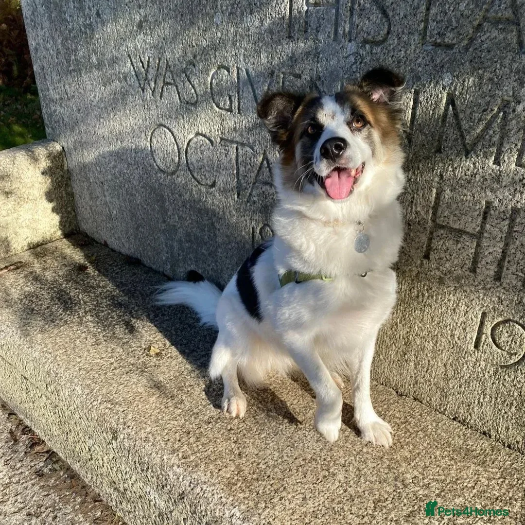 Mixed Breed dogs for adoption: Novie (Collie mix) - Advert 5