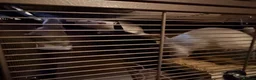 Rat rodents for sale: 3 Male Rats - Advert 5