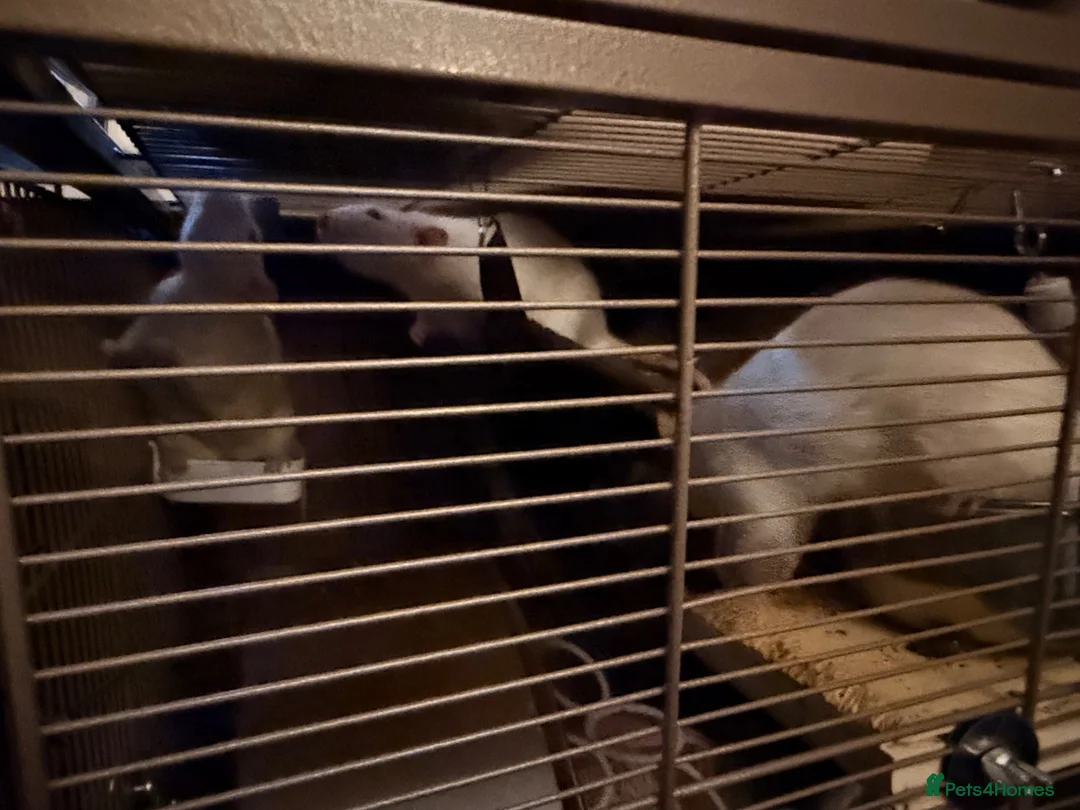 Rat rodents for sale: 3 Male Rats - Advert 5