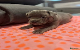Mixed Breed dogs for sale: STUNNING UNIQUE PUPS 💙💗 - Image 6