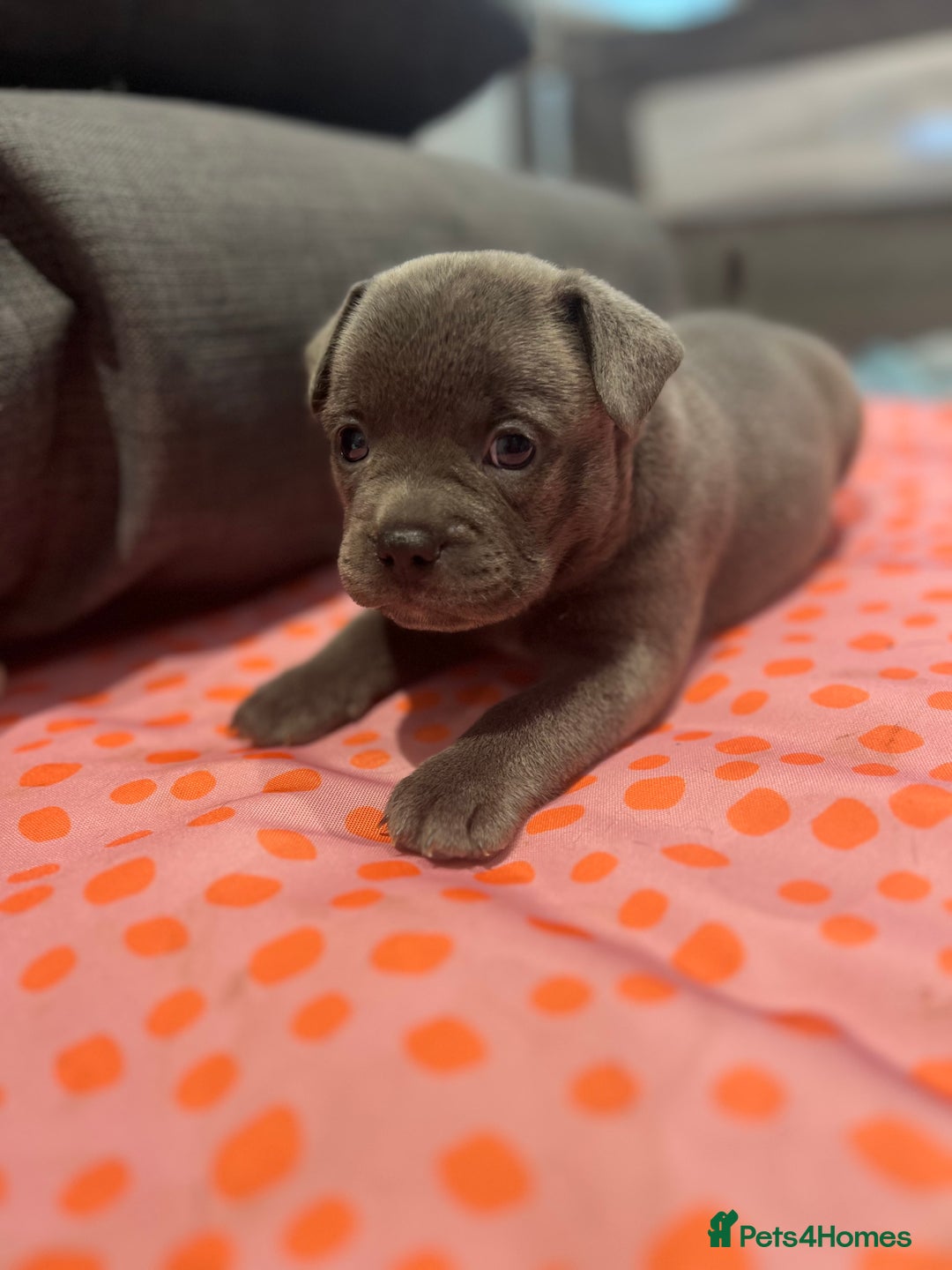 Mixed Breed dogs for sale: STUNNING UNIQUE PUPS 💙💗 - Image 6