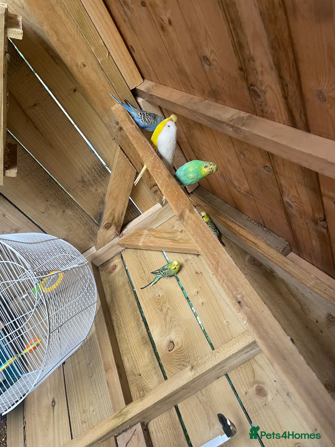 Canaries birds for sale: Budgies and canary  - Image 2