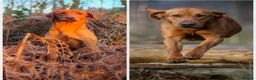 Labrador Retriever dogs for sale: Fox red puppies  - Advert 3