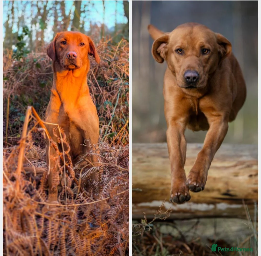 Labrador Retriever dogs for sale: Fox red puppies  - Advert 3