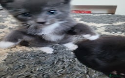 Mixed Breed cats for sale: Four Beautiful male kittens  - Image 4