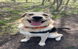 Shepsky dogs for sale: German Shepherd/Husky - Image 5