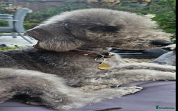 Bedlington Terrier dogs for sale: Bedlington terriers for sale  - Image 6