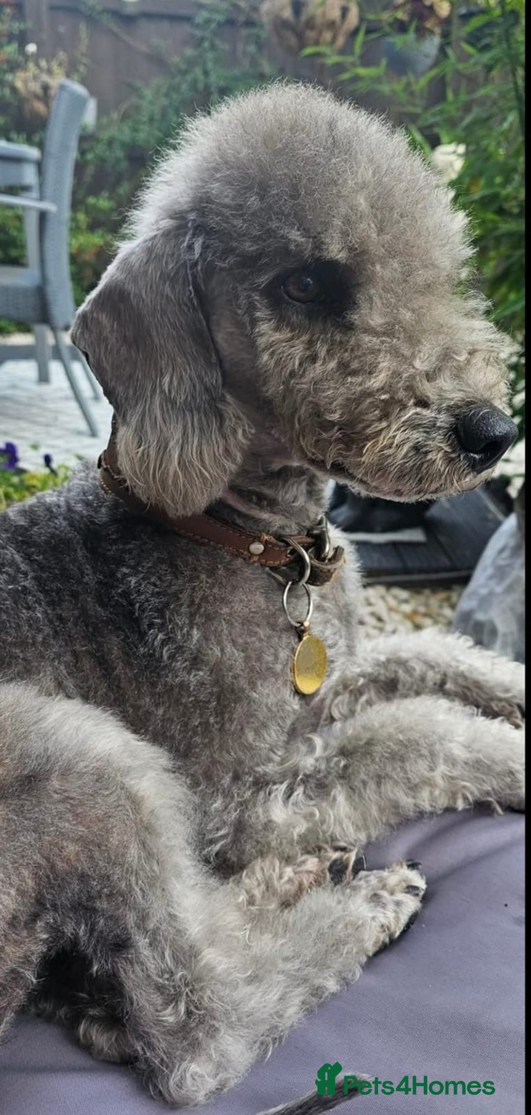 Bedlington Terrier dogs for sale: Bedlington terriers for sale  - Image 6