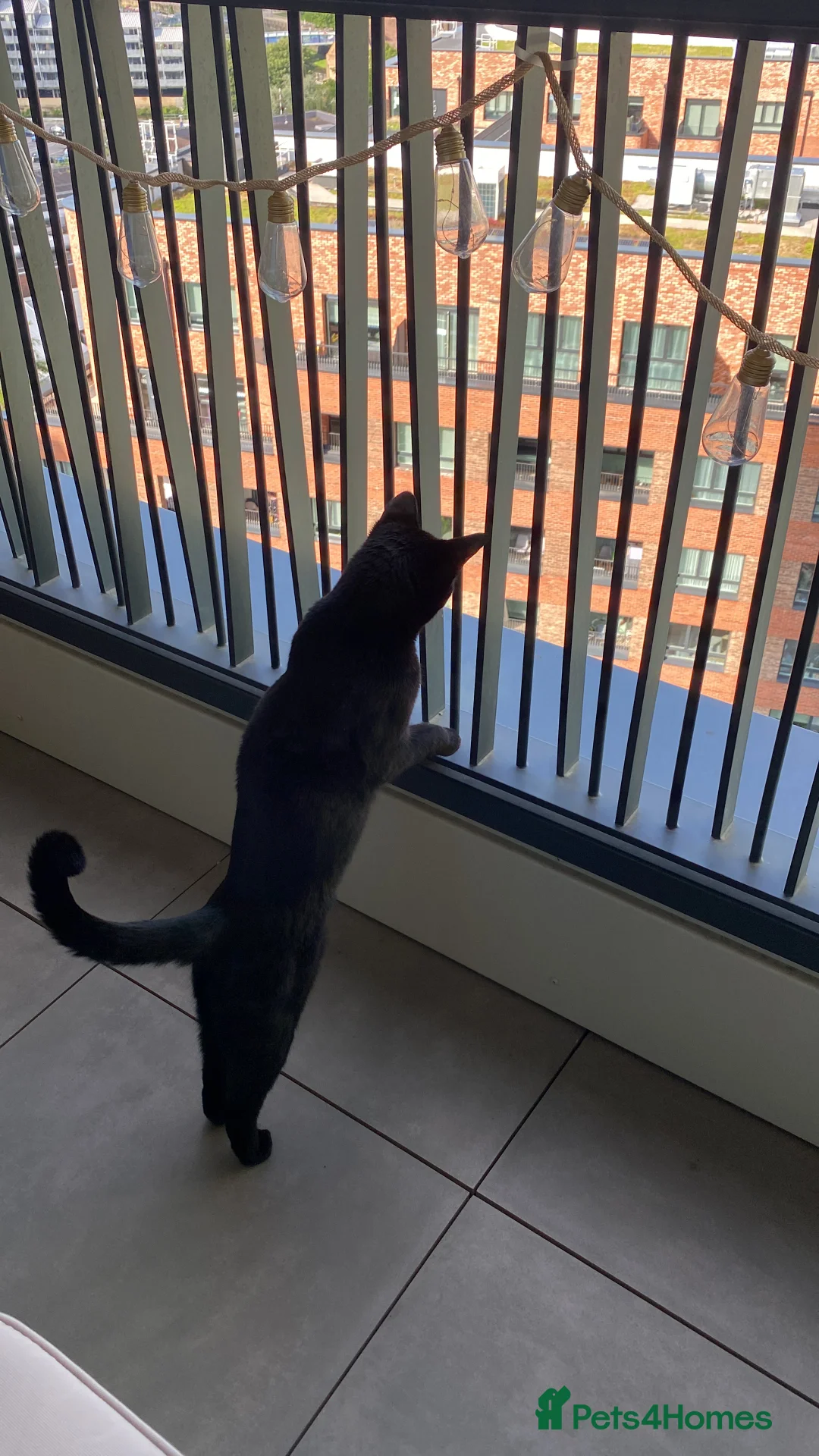 Mixed Breed cats for sale: Energetic Black Cat Looking for Active Loving Home - Advert 3