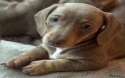 Miniature Dachshund dogs for sale:  1 Beautiful Boy & 1 girl Isabella tan 💙💕 - Image 5