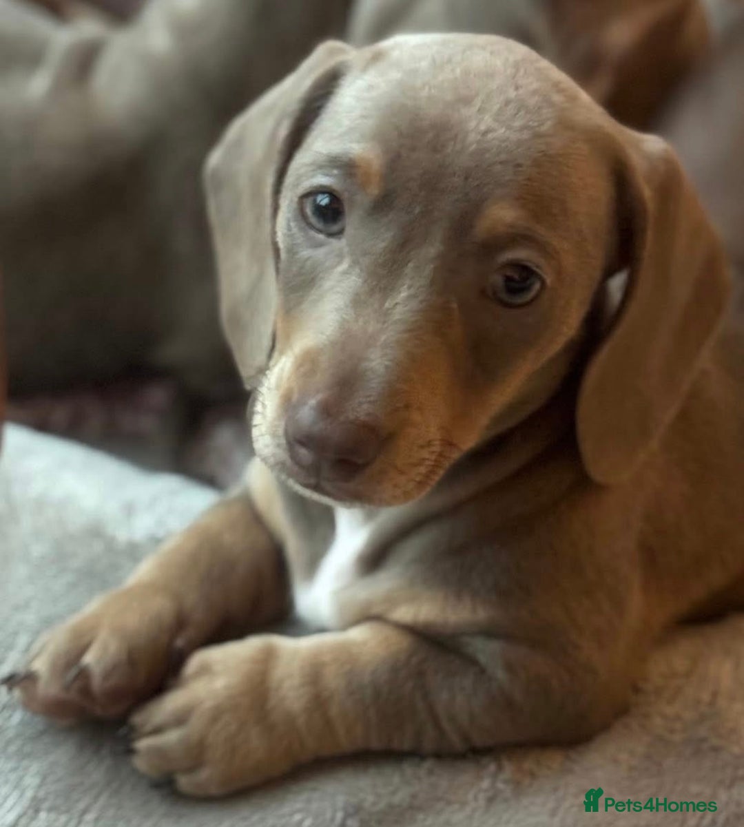Miniature Dachshund dogs for sale:  1 Beautiful Boy & 1 girl Isabella tan 💙💕 - Image 5