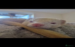 Ferret rodents for sale: 2 Male Albino Ferrets With Everything  - Image 10