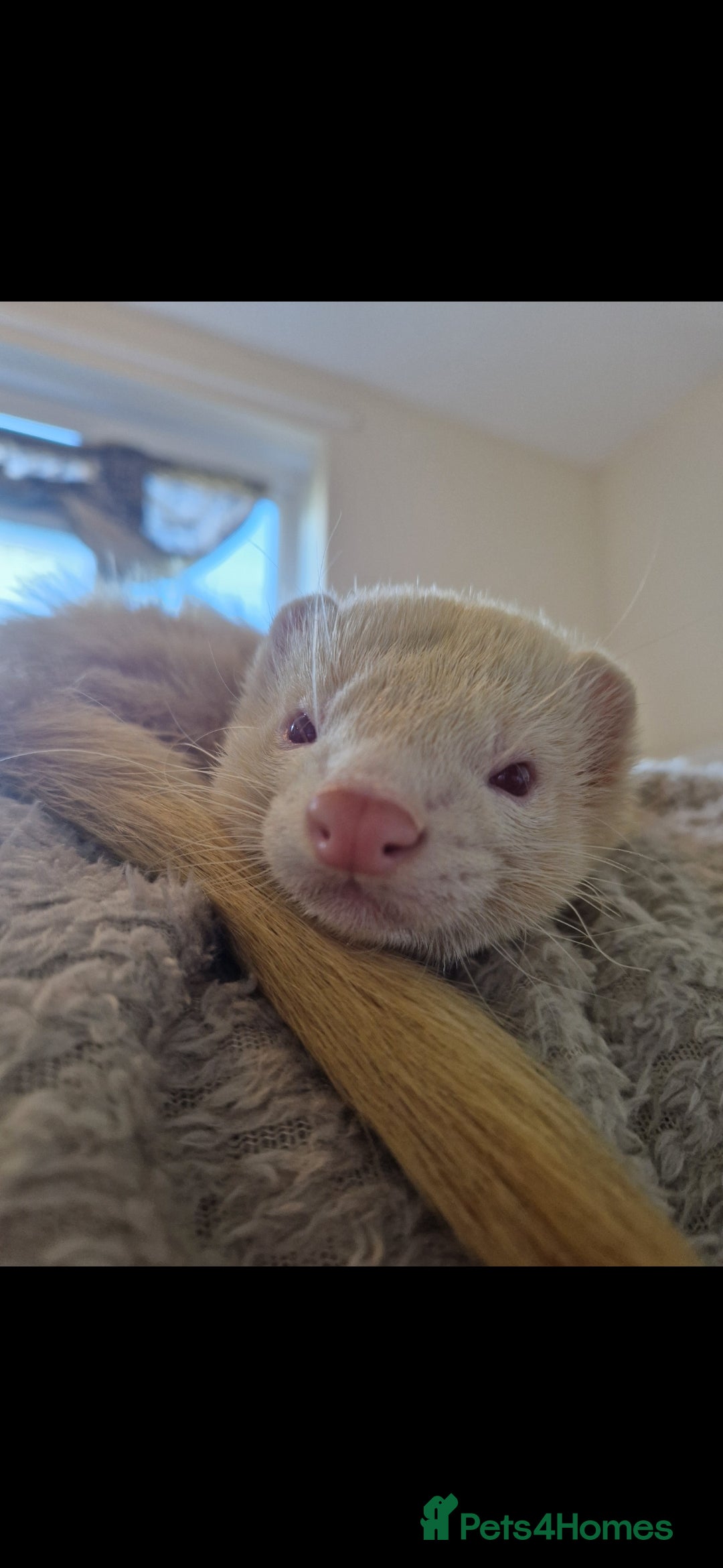 Ferret rodents for sale: 2 Male Albino Ferrets With Everything  - Image 10