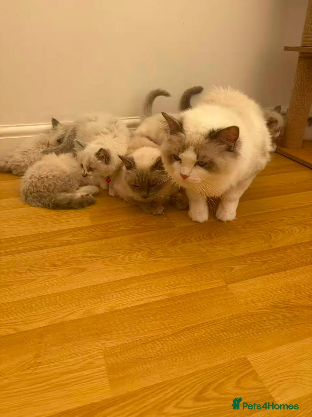 Ragdoll cats for sale: Beautiful Ragdoll cat - Advert 1
