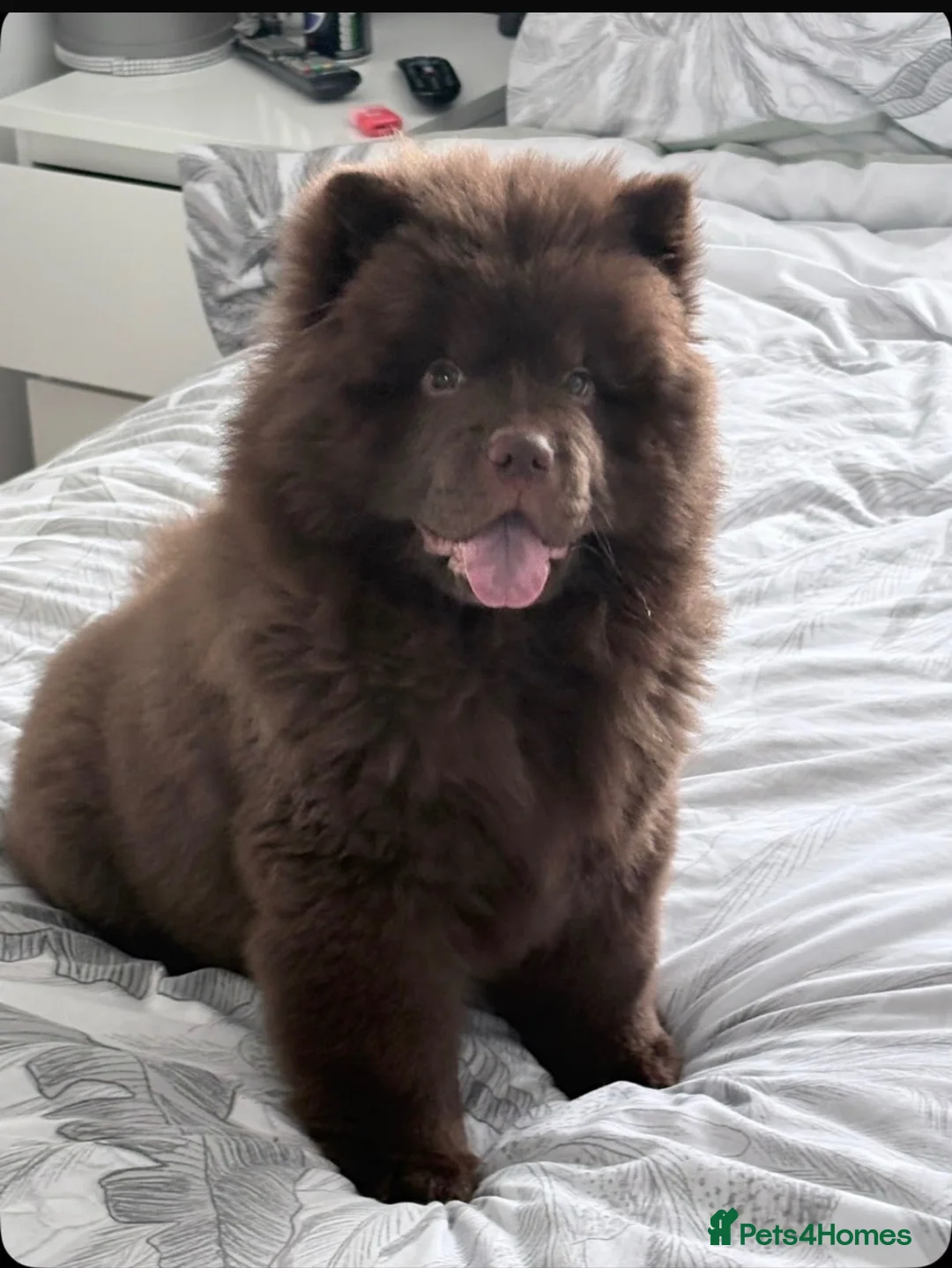 Chow Chow dogs for sale: Beautiful 11\-Month\-Old Male Chow Chow – Bruno - Advert 1