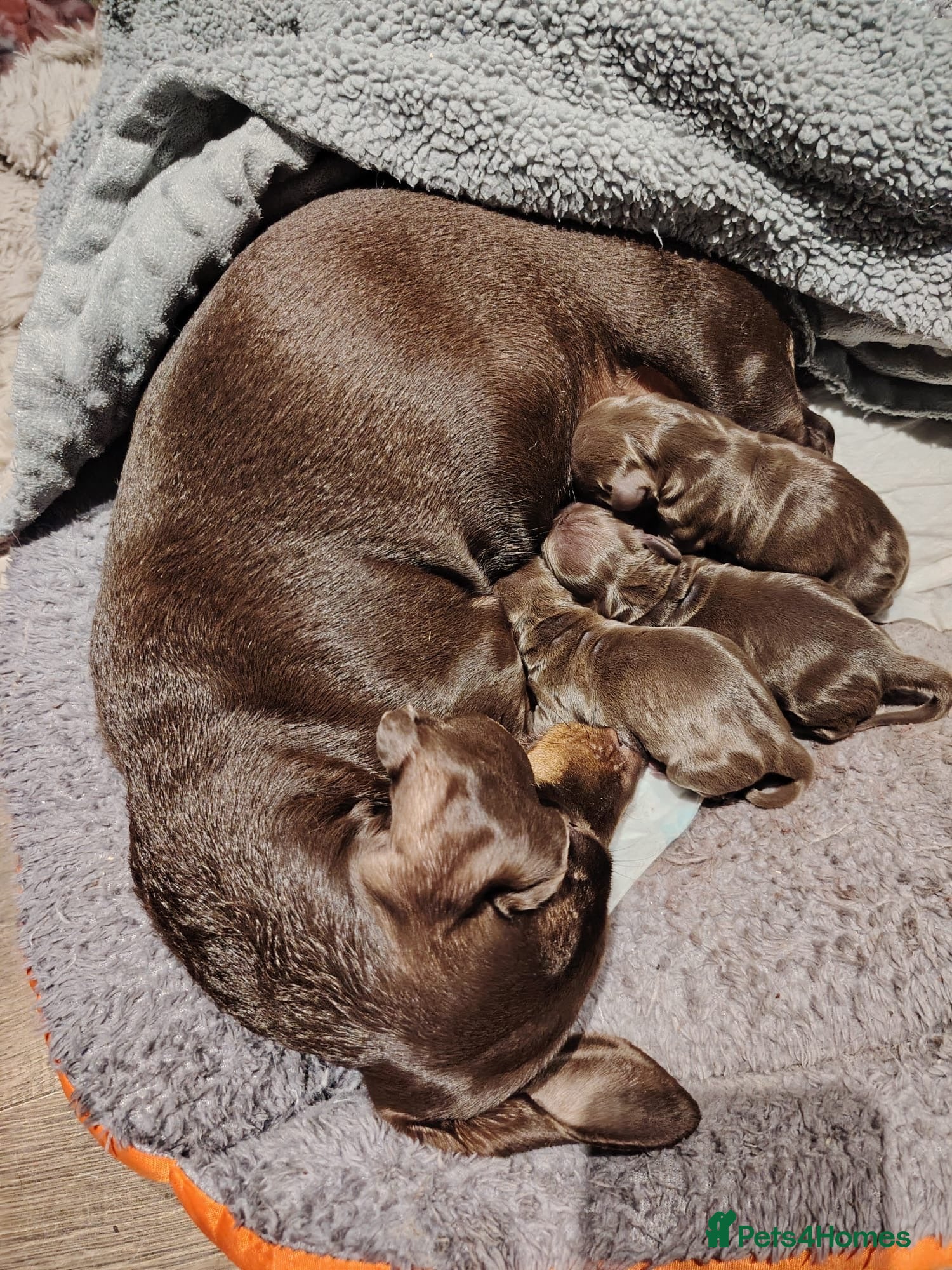 Miniature Dachshund dogs Gorgeous miniature dachshund - Advert 1