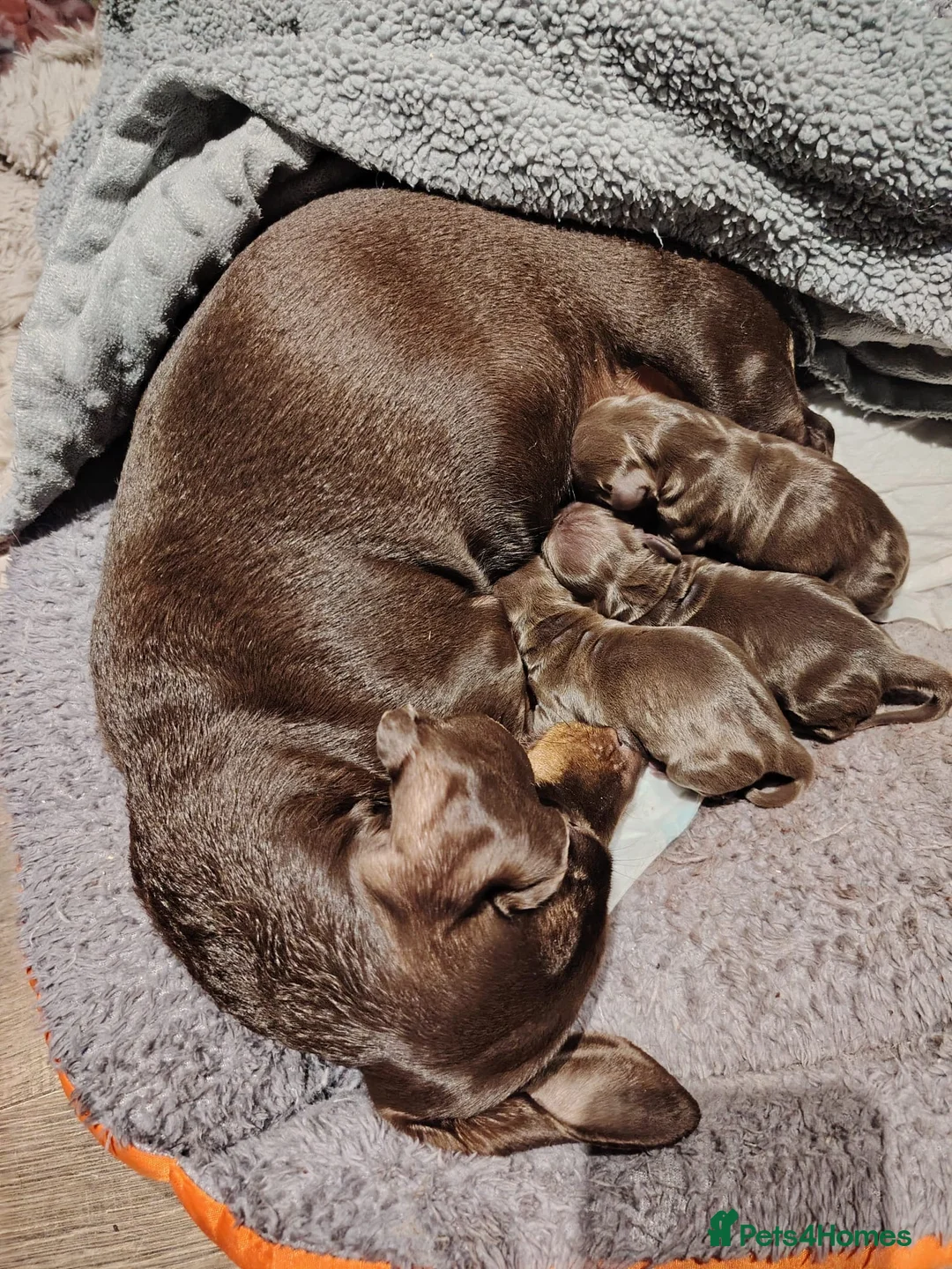 Miniature Dachshund dogs for sale: Gorgeous miniature dachshund in Mansfield - Advert 1