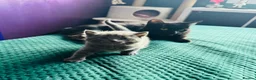 British Shorthair cats for sale: 2 female Grey kittens - Advert 8