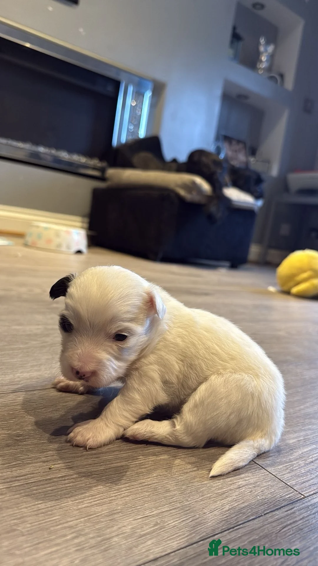 Morkie dogs for sale: 3 beautiful morkies looking for forever home  - Advert 1