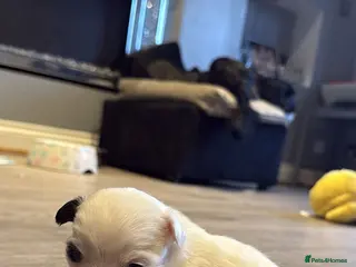 Morkie dogs 3 beautiful morkies looking for forever home - Advert 1