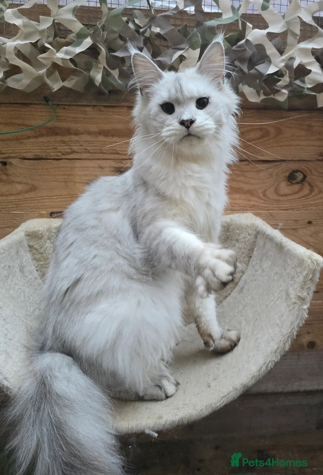 Maine Coon cats for sale: Rare Stunning Blue Shaded Maine Coon Kitten - Advert 11