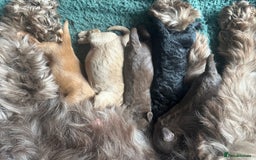 Cockapoo dogs for sale: Black female cockerpoo - Advert 2