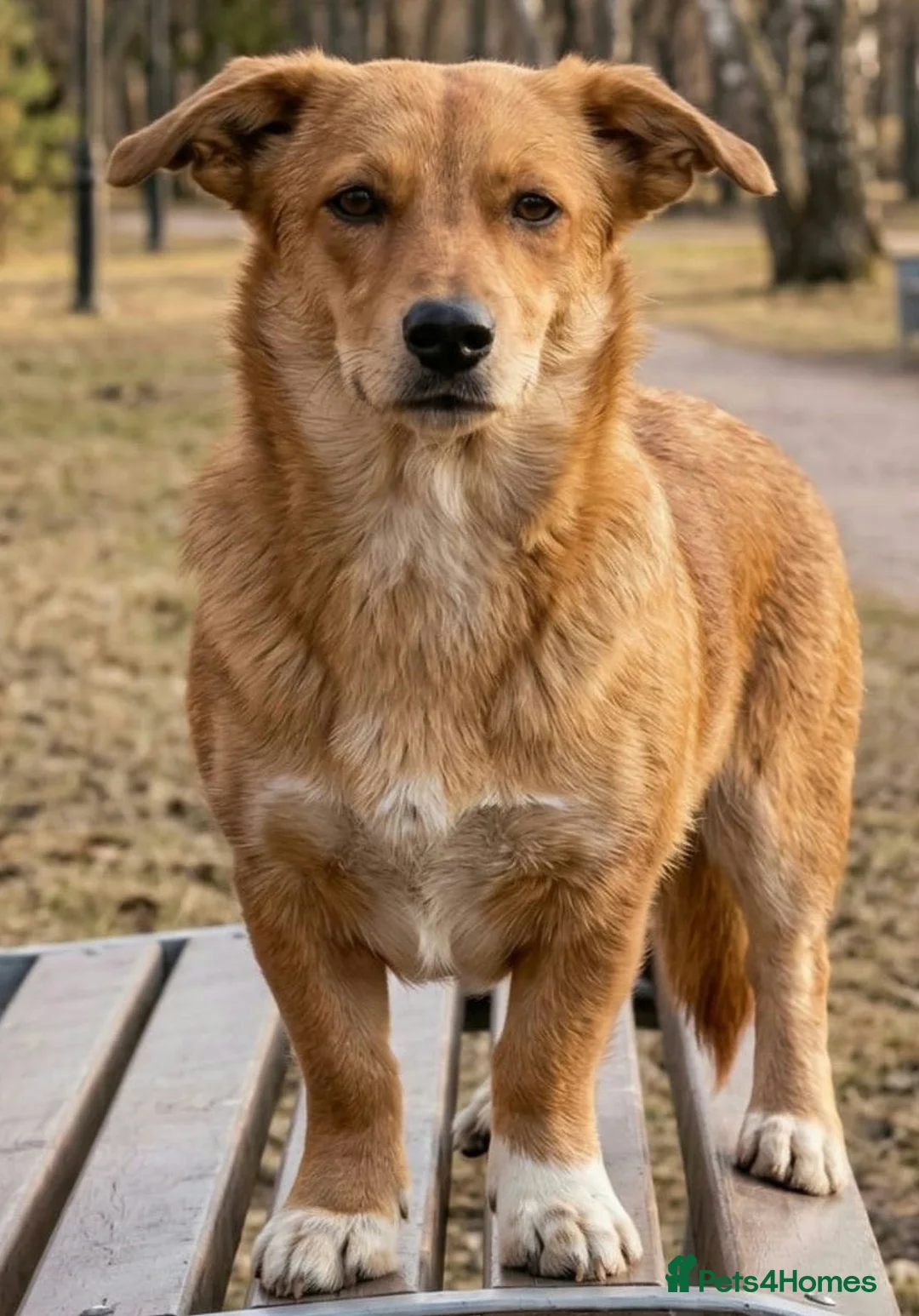 Welsh Corgi Pembroke dogs for adoption: 🐾 ELZA – Female Corgi 🐾 in West Malling - Advert 2