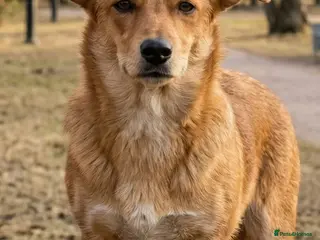 Welsh Corgi Pembroke dogs 🐾 ELZA – Female Corgi 🐾 - Advert 6