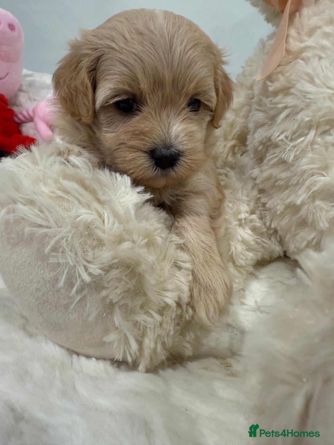 Maltipoo dogs for sale: 5 girls. fully DNA & health tested clear parents.  - Advert 3