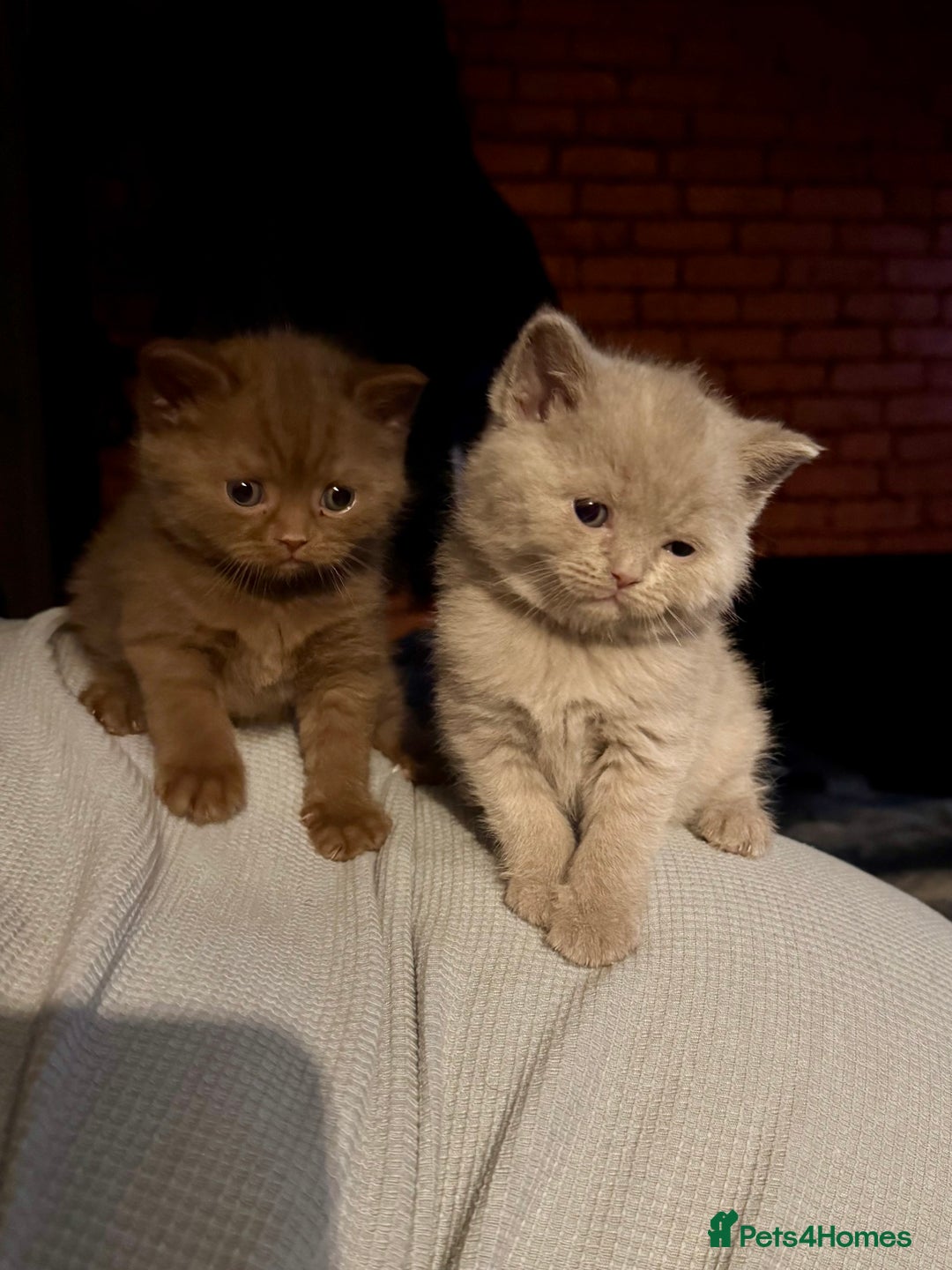 British Shorthair cats for sale: Cinnamon British shorthair kittens - Advert 4