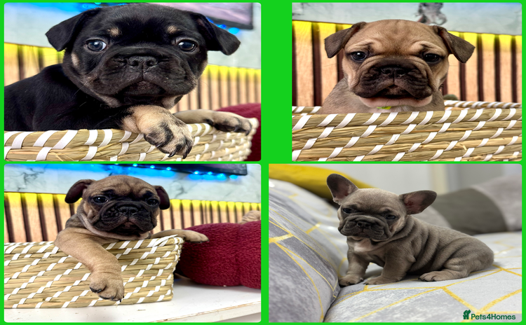 French Bulldog dogs - Advert 11